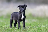 Doberdane - Magpie, a female Doberman Pinscher and Great Dane for sale in Paris, TX – Photo 1 of 8