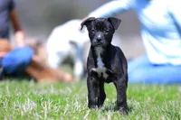 Doberdane - Magpie, a female Doberman Pinscher and Great Dane for sale in Paris, TX – Photo 3 of 8