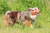 Bella, a female Australian Cattle Dog for sale in Paris, TX – 4 of 7
