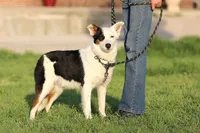 Congo, a male Australian Cattle Dog and Australian Shepherd for sale in Paris, TX – Photo 1 of 3