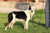 Congo, a male Australian Cattle Dog and Australian Shepherd for sale in Paris, TX – Photo 2 of 3