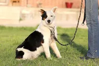 Congo, a male Australian Cattle Dog and Australian Shepherd for sale in Paris, TX – Photo 3 of 3