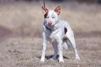 Noah, a male Australian Cattle Dog for sale in Paris, TX – Photo 7 of 8