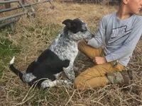 Noah, a male Australian Cattle Dog for sale in Paris, TX – Photo 1 of 8