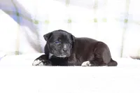 Magpie, a female Doberman Pinscher and Great Dane for sale in Paris, TX – Photo 2 of 6