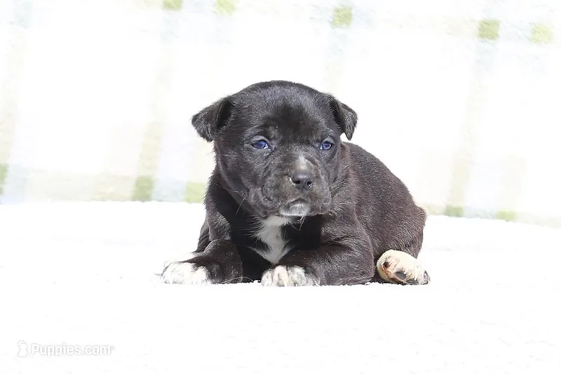 Magpie – Doberman Pinscher, Great Dane puppy for sale in Paris, TX