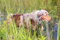 Bella, a female Australian Cattle Dog for sale in Paris, TX – 6 of 7