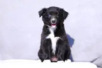 Velvet, a female Miniature Australian Shepherd for sale in Paris, TX – Photo 2 of 7