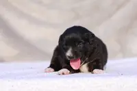 Velvet, a female Miniature Australian Shepherd for sale in Paris, TX – Photo 6 of 7