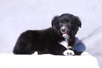Velvet, a female Miniature Australian Shepherd for sale in Paris, TX – Photo 3 of 7