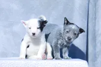 processed/d31f42ae-b6db-4533-a90c-263bb15ed0ee/listing/b1074d57-8a00-4e61-b066-f0c6f17c2c22/55177ece-b75e-42bd-8259-f125aade05d6