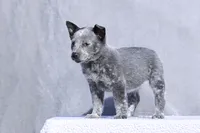 processed/d31f42ae-b6db-4533-a90c-263bb15ed0ee/listing/b1074d57-8a00-4e61-b066-f0c6f17c2c22/8e61fcd6-aa80-4d9a-8d33-ee8546d8f80a