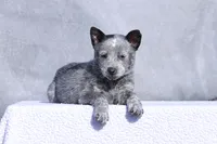 processed/d31f42ae-b6db-4533-a90c-263bb15ed0ee/listing/b1074d57-8a00-4e61-b066-f0c6f17c2c22/a14f59d1-cc09-443c-8056-2e0f3485f22e