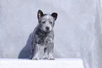 processed/d31f42ae-b6db-4533-a90c-263bb15ed0ee/listing/b1074d57-8a00-4e61-b066-f0c6f17c2c22/da8c664f-b02b-4abd-b996-e88804c0e813