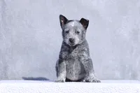 processed/d31f42ae-b6db-4533-a90c-263bb15ed0ee/listing/b1074d57-8a00-4e61-b066-f0c6f17c2c22/fde630b9-59c8-4073-80df-74f09402a31f