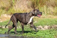 Indigo Valley, a female Great Dane for sale in Paris, TX – 4 of 8