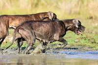 Indigo Valley, a female Great Dane for sale in Paris, TX – 8 of 8