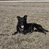 Raven, a female Australian Shepherd and Doberman Pinscher for sale in Paris, TX – Photo 2 of 2