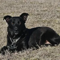 Raven, a female Australian Shepherd and Doberman Pinscher for sale in Paris, TX – Photo 1 of 2