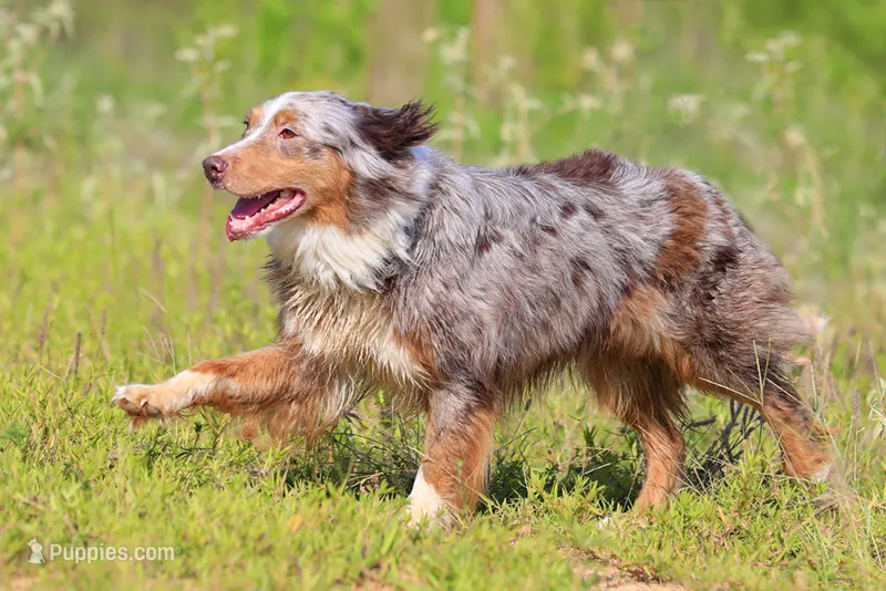 Bella – Australian Cattle Dog puppy for sale in Paris, TX