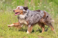 Bella, a female Australian Cattle Dog for sale in Paris, TX – 1 of 7