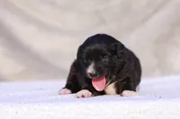 Velvet, a female Miniature Australian Shepherd for sale in Paris, TX – Photo 6 of 6