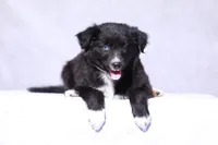 Velvet, a female Miniature Australian Shepherd for sale in Paris, TX – Photo 1 of 6