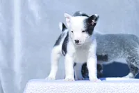 Teddy, a male Australian Cattle Dog for sale in Paris, TX – Photo 4 of 5