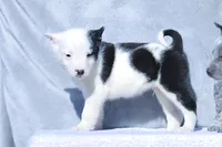 Teddy, a male Australian Cattle Dog for sale in Paris, TX – Photo 2 of 5