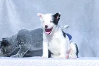 Teddy, a male Australian Cattle Dog for sale in Paris, TX – Photo 1 of 5