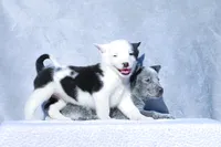 Teddy, a male Australian Cattle Dog for sale in Paris, TX – Photo 3 of 5