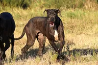 Indigo Valley, a female Great Dane for sale in Paris, TX – 7 of 8