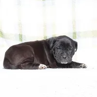 Doberdane - Grackle, a male Doberman Pinscher and Great Dane for sale in Paris, TX – Photo 2 of 8