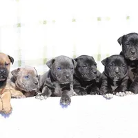 Doberdane - Grackle, a male Doberman Pinscher and Great Dane for sale in Paris, TX – Photo 7 of 8