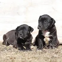 Doberdane - Grackle, a male Doberman Pinscher and Great Dane for sale in Paris, TX – Photo 4 of 8