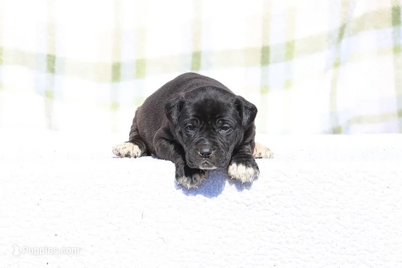 Doberdane - Grackle – Doberman Pinscher, Great Dane puppy for sale in Paris, TX