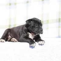 Doberdane - Grackle, a male Doberman Pinscher and Great Dane for sale in Paris, TX – Photo 3 of 8