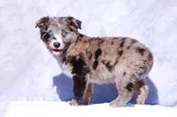 Macaroon, a male Miniature Australian Shepherd for sale in Paris, TX – Photo 2 of 5