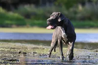 Indigo Valley, a female Great Dane for sale in Paris, TX – 2 of 8