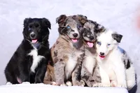 Macaroon, a male Miniature Australian Shepherd for sale in Paris, TX – Photo 3 of 5
