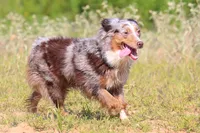 Bella, a female Australian Cattle Dog for sale in Paris, TX – 7 of 7