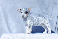 Luke, a male Australian Cattle Dog for sale in Paris, TX – Photo 2 of 5