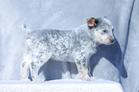 Luke, a male Australian Cattle Dog for sale in Paris, TX – Photo 4 of 5