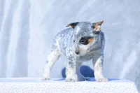 Luke, a male Australian Cattle Dog for sale in Paris, TX – Photo 1 of 5