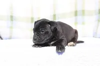 Doberdane - Starling, a male Doberman Pinscher and Great Dane for sale in Paris, TX – Photo 3 of 8