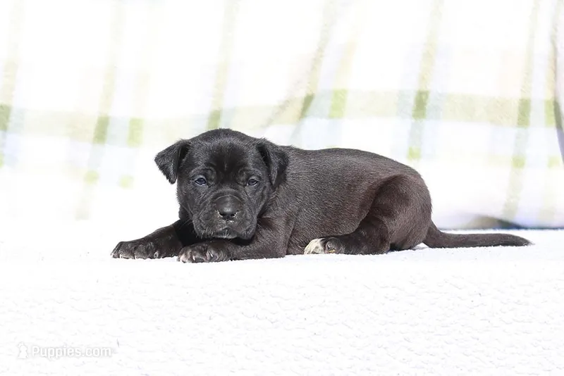 Doberdane - Starling