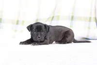 Doberdane - Starling, a male Doberman Pinscher and Great Dane for sale in Paris, TX – Photo 1 of 8