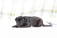 Doberdane - Starling, a male Doberman Pinscher and Great Dane for sale in Paris, TX – Photo 2 of 8