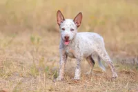 Clover, a female Australian Cattle Dog for sale in Paris, TX – 2 of 5