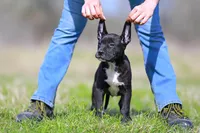 Grackle - Doberdane, a male Doberman Pinscher and Great Dane for sale in Paris, TX – Photo 4 of 7